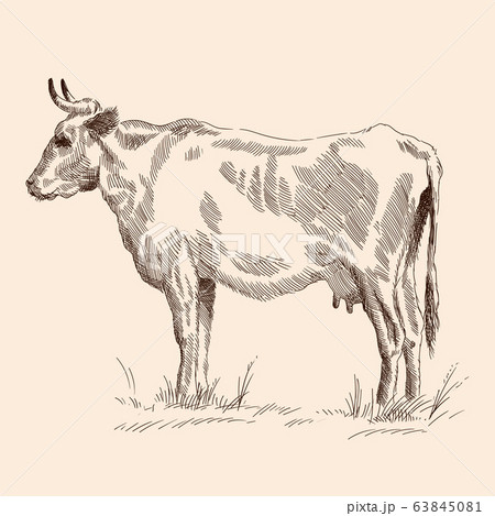 Cow In The Pasture のイラスト素材