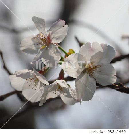 春イメージ(桜の花) 春イメージ(桜の花) 63845476
