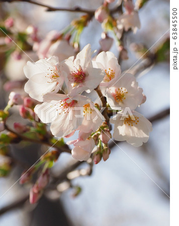 春イメージ（桜の花） 63845500
