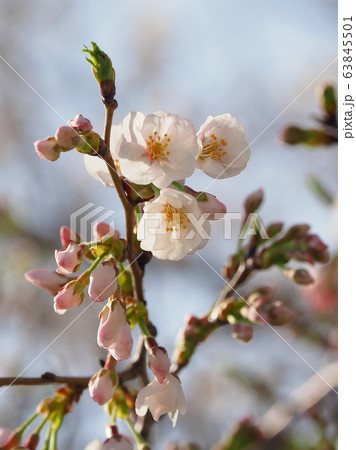 春イメージ（桜の花） 63845501