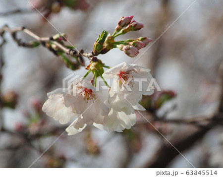 春イメージ(桜の花) 春イメージ(桜の花) 63845514