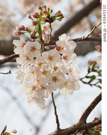 春イメージ(桜の花) 春イメージ(桜の花) 63845532