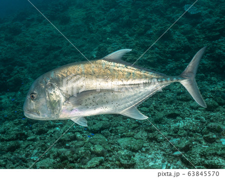 ロウニンアジ ロウニンアジ 63845570