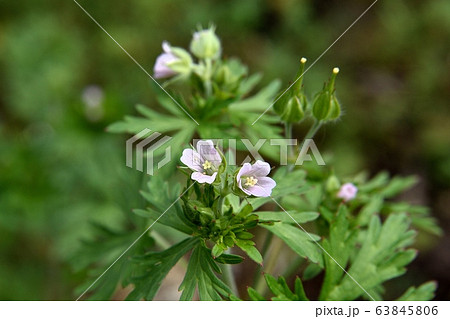アメリカフウロの花の写真素材