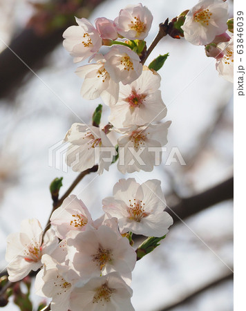 春イメージ（桜の花） 63846039