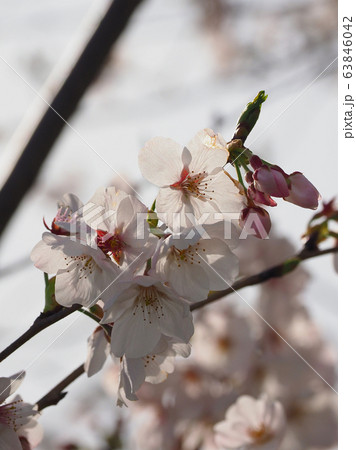 春イメージ（桜の花） 63846042