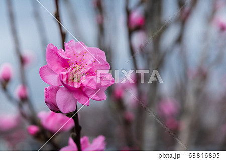 桃色の花桃 63846895