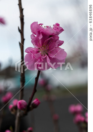 桃色の花桃 桃色の花桃 63846896