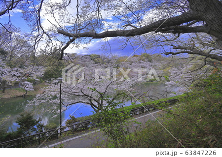 三ツ池公園の華の彩 三ツ池公園の華の彩 63847226