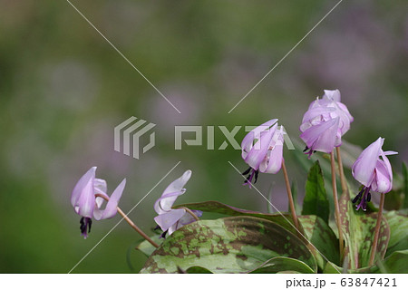 カタクリの花 カタクリの花 63847421