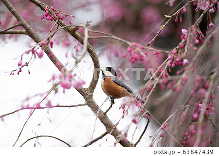 お花見をする鳥 お花見をする鳥 63847439