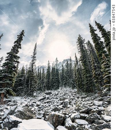 Pine forest with snow covered on winter in sunny Pine forest with snow covered on winter in sunny 63847543