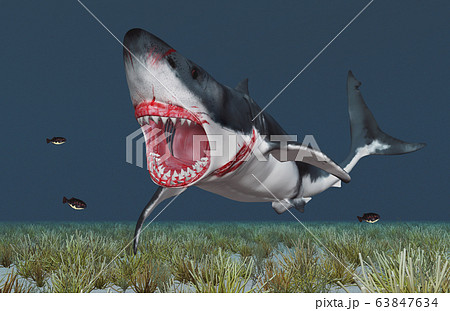 Great white shark 63847634