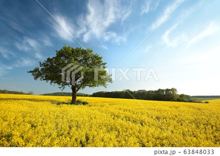 Spring Landscape. Tree on a blooming rapeseed field. 63848033