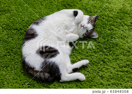 甘えてお腹を見せる猫 甘えてお腹を見せる猫 63848308