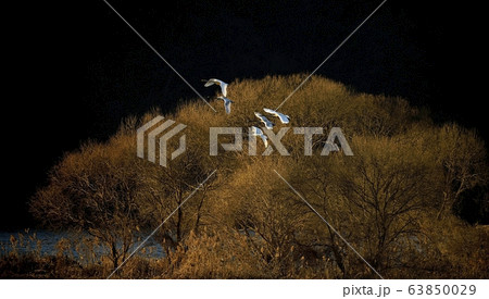 白鳥 新しい 動物 63850029