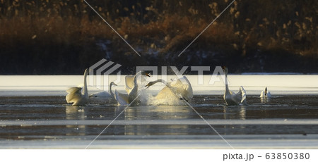 白鳥 新しい 動物 63850380