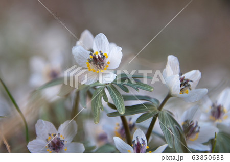 セツブンソウ　花 63850633