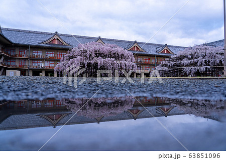 奈良県　天理市　桜 63851096