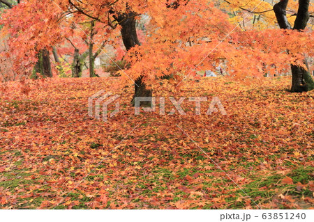 京都の紅葉 63851240