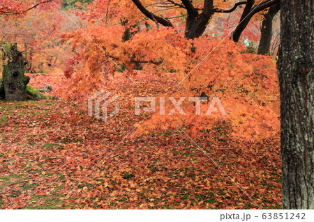 京都の紅葉 63851242