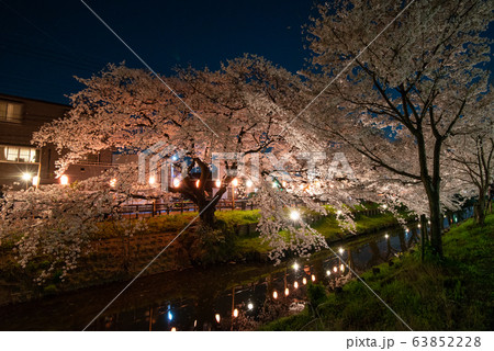 新河岸川の夜桜 川越市 63852228