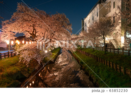 新河岸川の夜桜 川越市 63852230