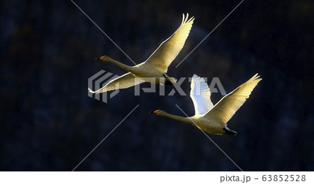 白鳥 動物 新しい 63852528