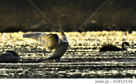 白鳥 動物 新しい 63852536