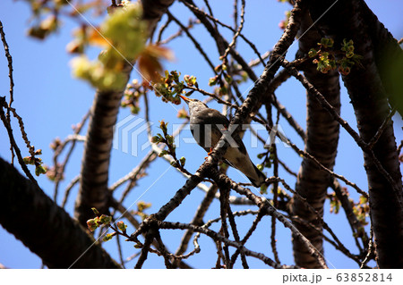 まだ蕾のウコン桜の木に留まった野鳥 まだ蕾のウコン桜の木に留まった野鳥 63852814