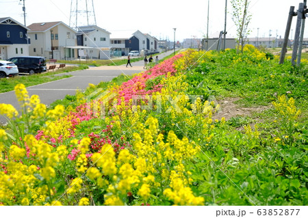 菜の花と住宅街 菜の花と住宅街 63852877