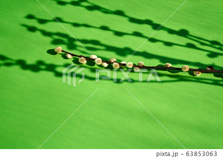 Easter plants on a paper green background Easter plants on a paper green background 63853063