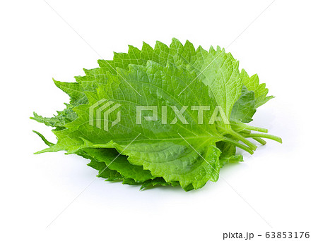 Shiso leaf on white background. full depth of field Shiso leaf on white background. full depth of field 63853176