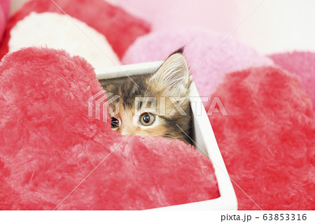 鉢カバーに入ったメインクーンの仔猫 鉢カバーに入ったメインクーンの仔猫 63853316