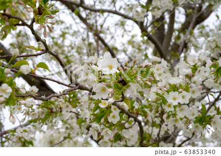 葉桜 63853340