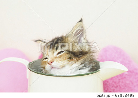 ハートのクッションと水差しに入ったメインクーンの仔猫 63853498