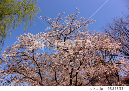 快晴の青空に映える妙正寺公園の柳と桜(5) 快晴の青空に映える妙正寺公園の柳と桜(5) 63853534