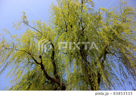 妙正寺公園にある柳の木（3） 63853535