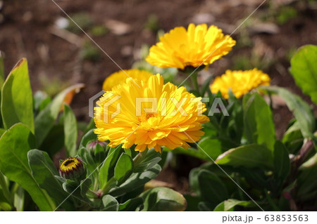 カレンデュラ カレンデュラ 63853563