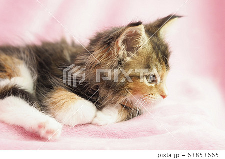 メインクーンの仔猫の横顔 メインクーンの仔猫の横顔 63853665