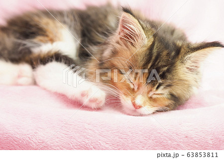 眠るメインクーンの仔猫 63853811