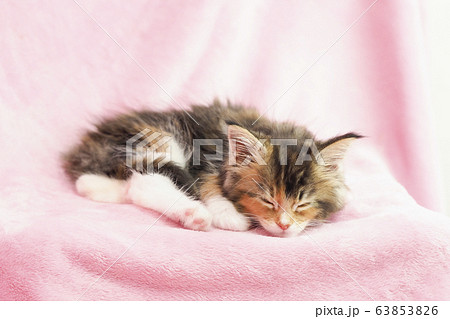 眠るメインクーンの仔猫 眠るメインクーンの仔猫 63853826
