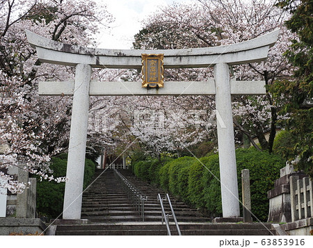 京都 東山 宗忠神社の桜 京都 東山 宗忠神社の桜 63853916