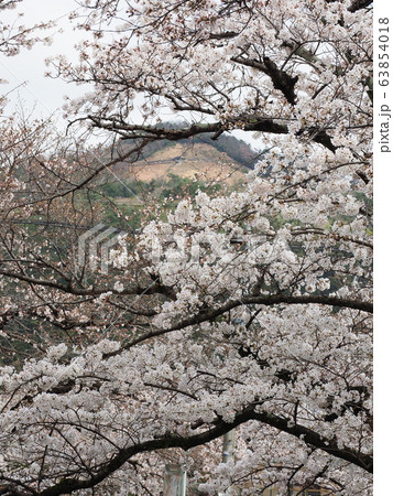 哲学の道の桜と大文字山 哲学の道の桜と大文字山 63854018