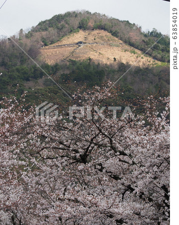 哲学の道の桜と大文字山 哲学の道の桜と大文字山 63854019