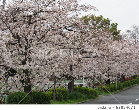 京都　裏哲学の道の桜 63854071