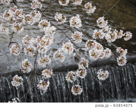 京都　裏哲学の道の桜 63854075