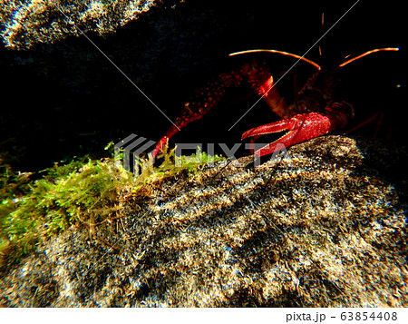 ザリガニのハサミ 63854408