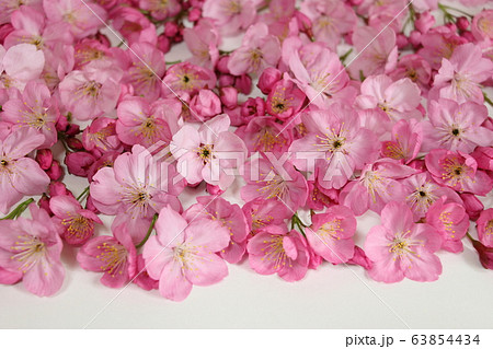 桜 63854434