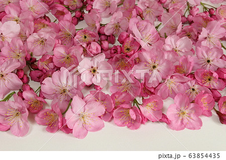 桜 63854435